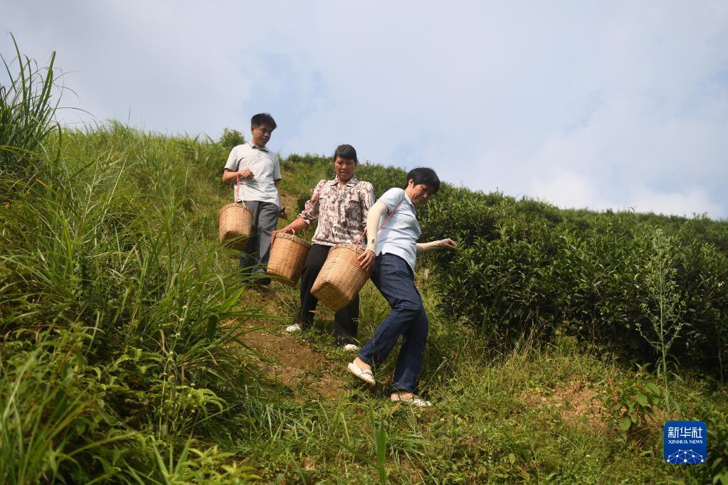 在廣西蒼梧縣六堡鎮山坪村，祝雪蘭（前）和村民采茶后走下茶山（2022年9月22日攝）。新華社記者 陸波岸 攝